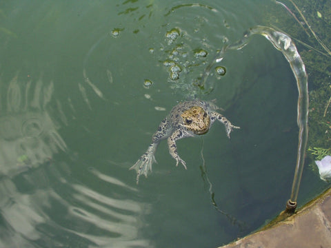 grenouille dans un bassin, sous un jet d'eau