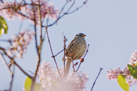 oiseau butine France