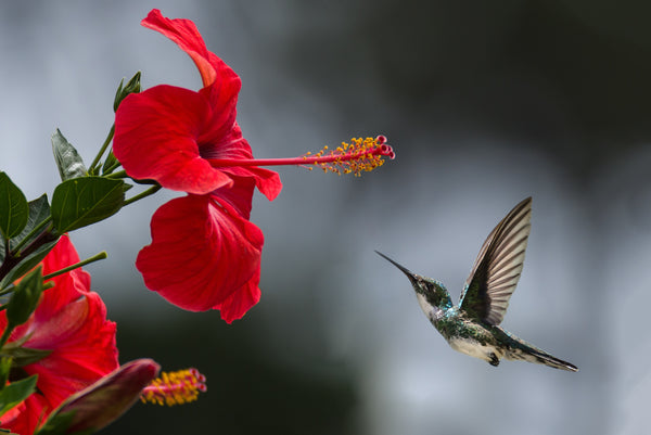 oiseau fleur image