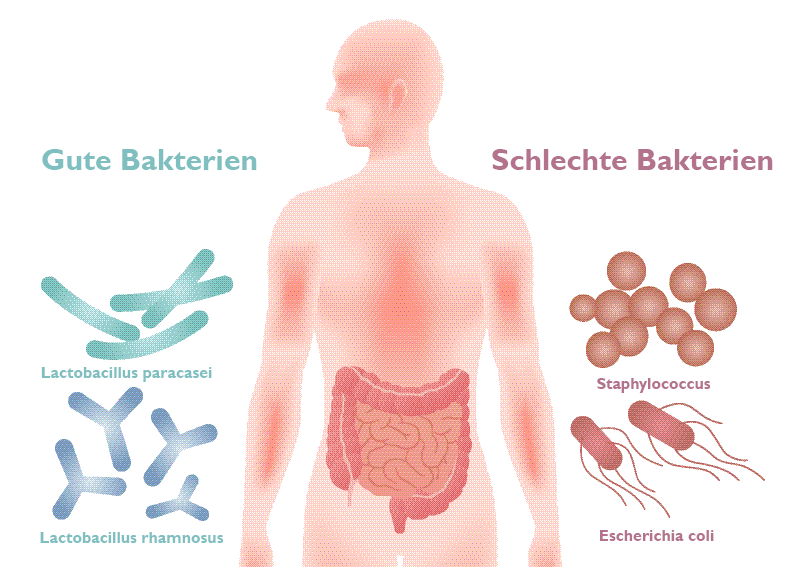 Mikrobiom - gute und schlechte Bakterien
