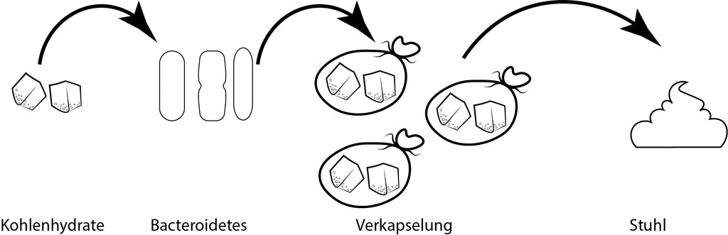 Bacteroidetes verkapseln Zucker