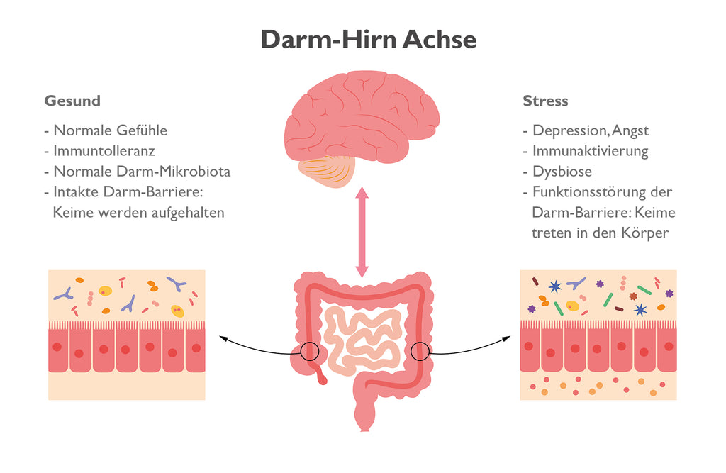 Darm-Hirn Achse