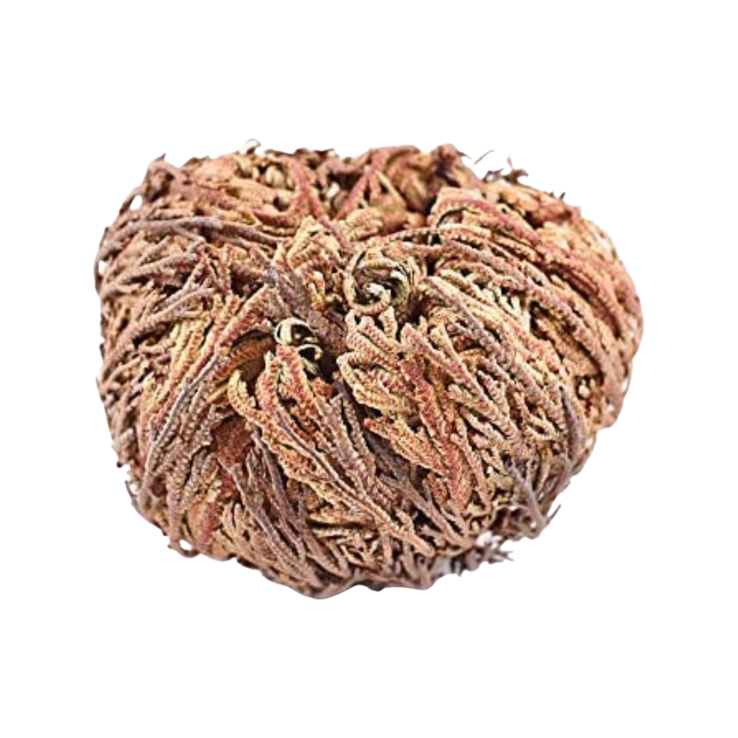 Rose of Jericho Flower/ Flor De Jerico – Botanica San Miguel LJ LLC