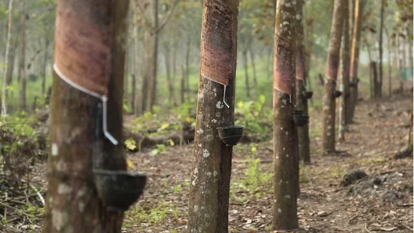 Rubber Harvested from Trees