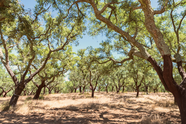 montado cork forest in portugal