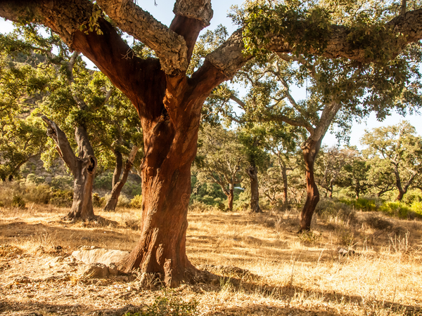 Cork Tree for Cork Yoga Mats