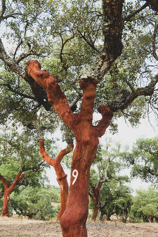 numbered cork tree