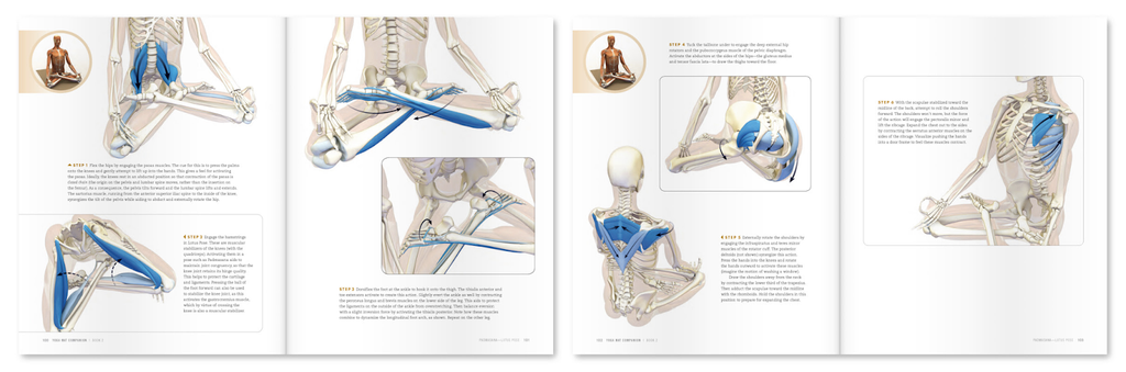 padmasana anatomy