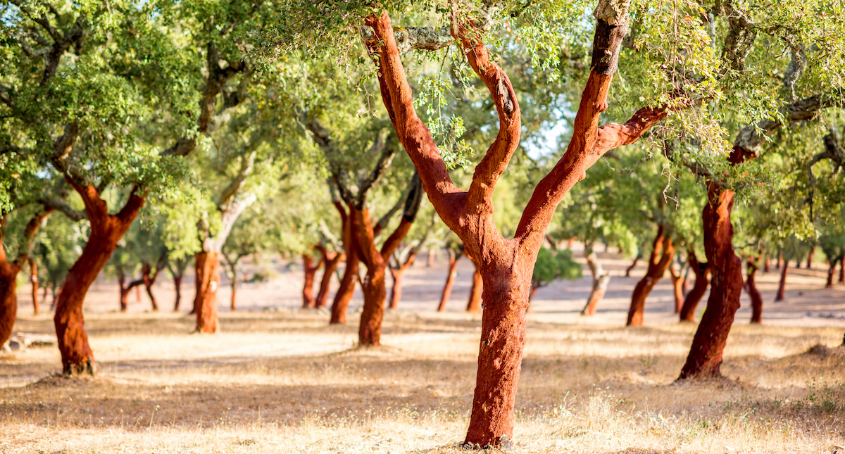 Portuguese cork trees Gecko Yoga