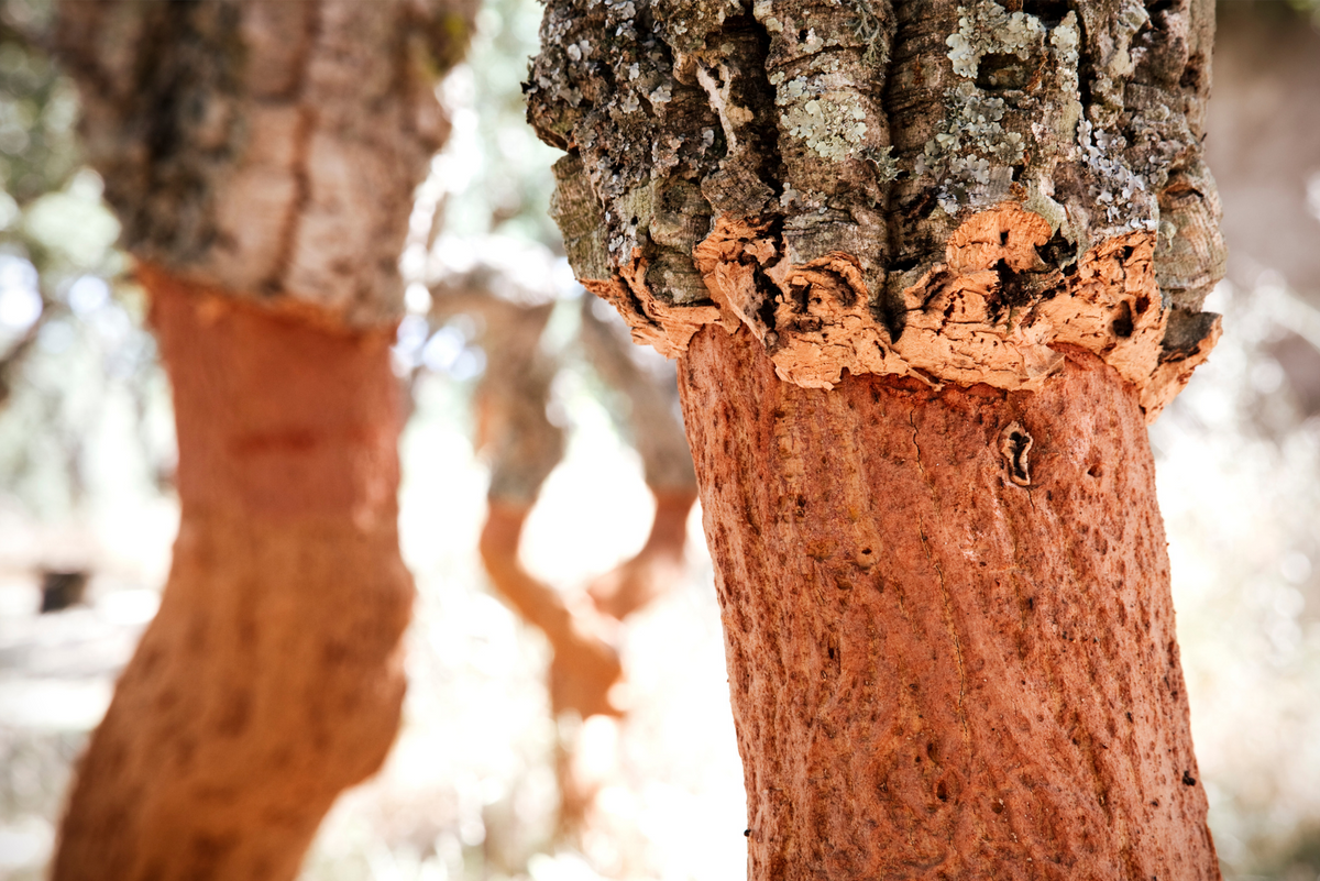 Portuguese cork trees Gecko Yoga