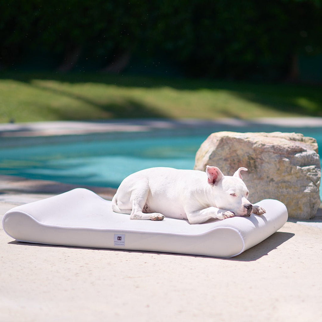 Let Your Pup Lounge in Style: Our Top Picks for the Best Outdoor Dog B