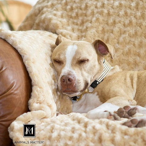 Designer Dog Accessories To Spoil Your Furry Friend