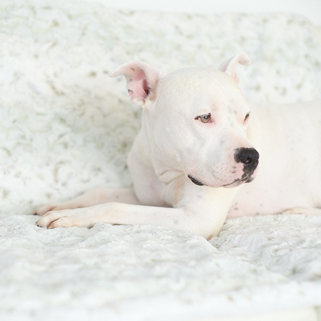 dog blanket to protect bed