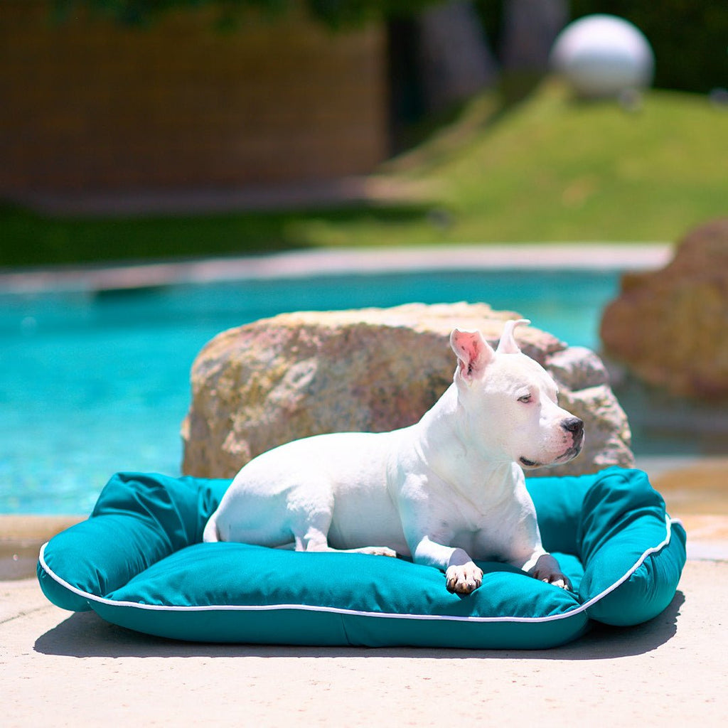 Hudson enjoying the pool on his Raine Outdoor Sydney® - Animals Matter, Inc.