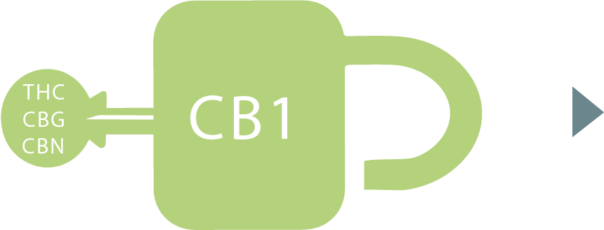 cb1