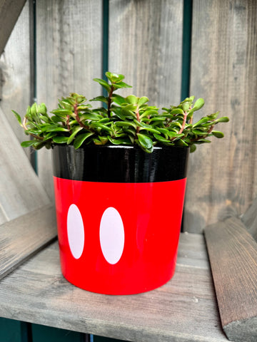 Mickey Mouse House Plant Pot Product Image