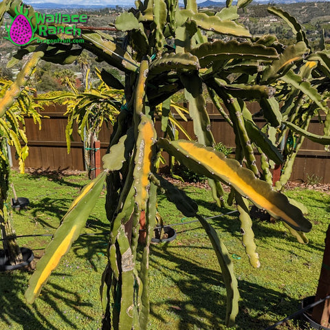 Dragon Fruit Cold Damage