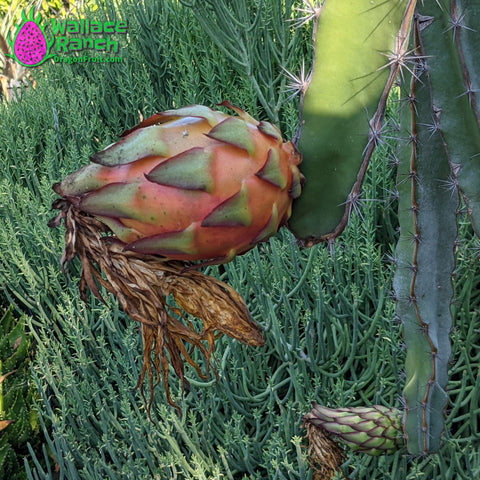 Wallace Ranch Tricia Dragon Fruit