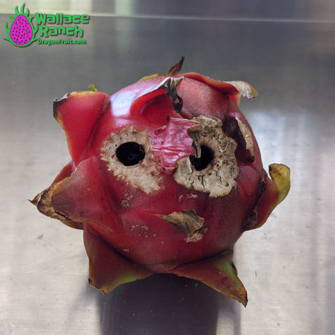 Rare Dragon Fruit