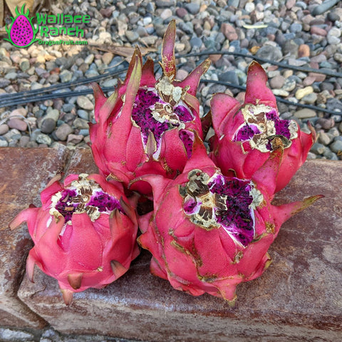 Wallace Ranch Dragon Fruit