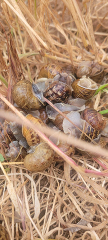 Snails rehomed in a field