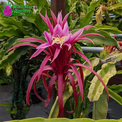 AX Dragon Fruit Flower