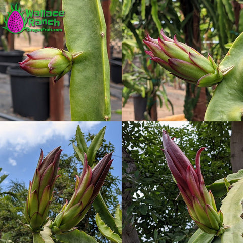 Wallace Ranch Dragon Fruit