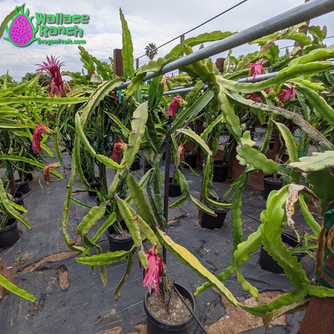 Wallace Ranch Dragon Fruit Farm