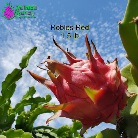 Robles Red Dragon Fruit