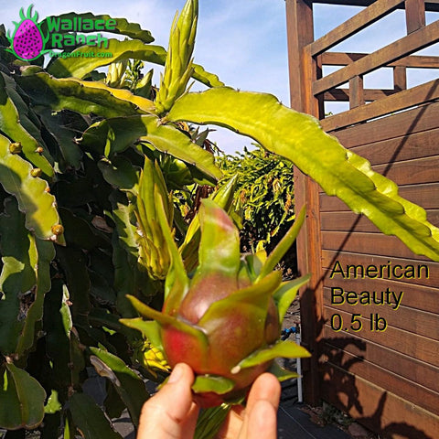 American Beauty Dragon Fruit