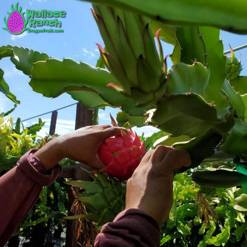 Harvest Dragon Fruit 2021