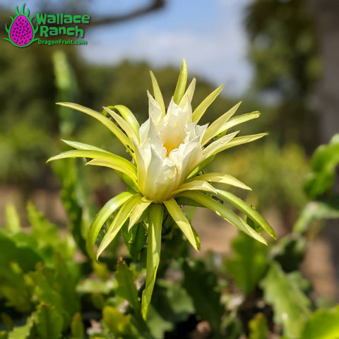 Dragon Fruit Flower Bloom