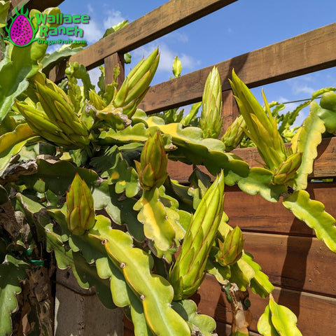 Wallace Ranch Dragon Fruit about to bloom