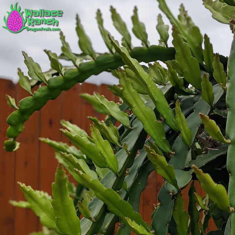 Dragon Fruit New Shoots