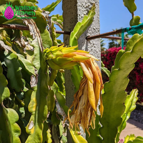 Dragon Fruit Flower Bloom