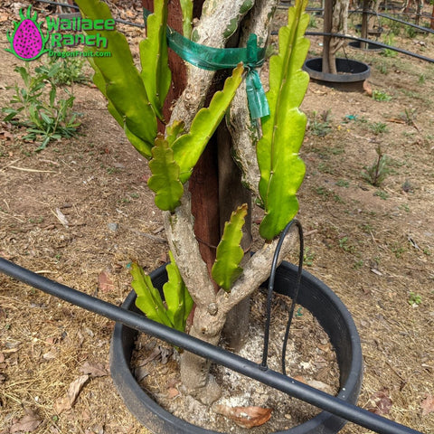 New growth on mature plants at Wallace Ranch