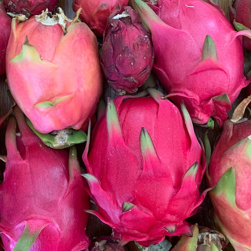 Sugar Dragon” Dragon Fruit – GalaPlants