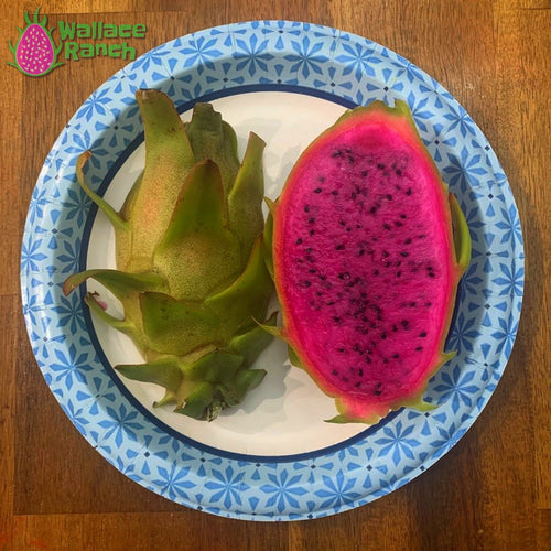 Red Dragon Fruit 2 Cutting 9-14. Purple Haze