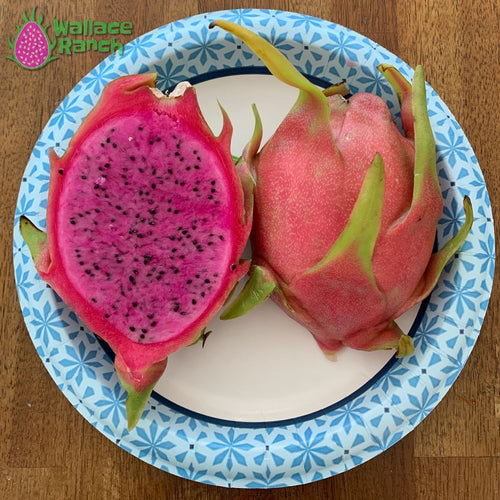 Physical Graffiti Dragon Fruit – Wallace Ranch Dragon Fruit