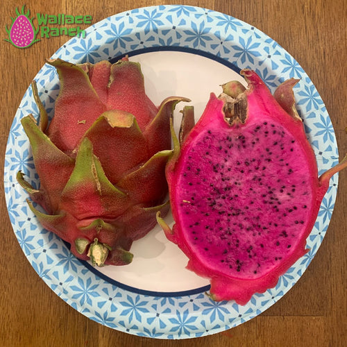 Red Dragon Fruit 2 Cutting 9-14. Purple Haze