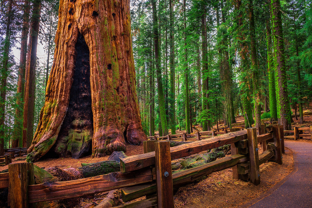 General Sherman Tree