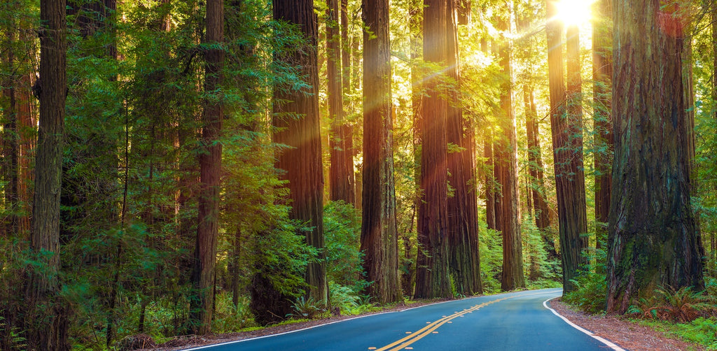 Giant Redwoods - My Nature Book Adventures