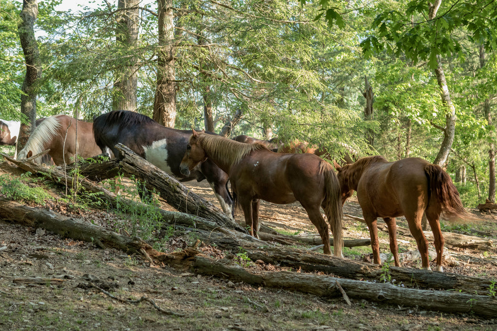 Great Smoky Mountains Horseback Riding