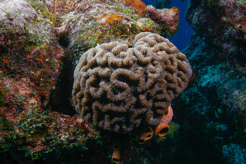 John Pennekamp Coral Reef