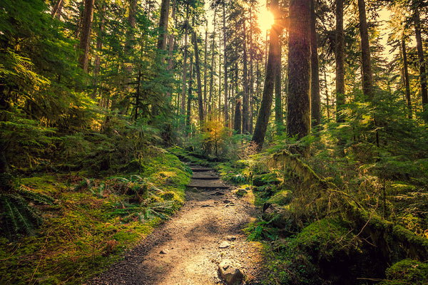 Olympic National Forest