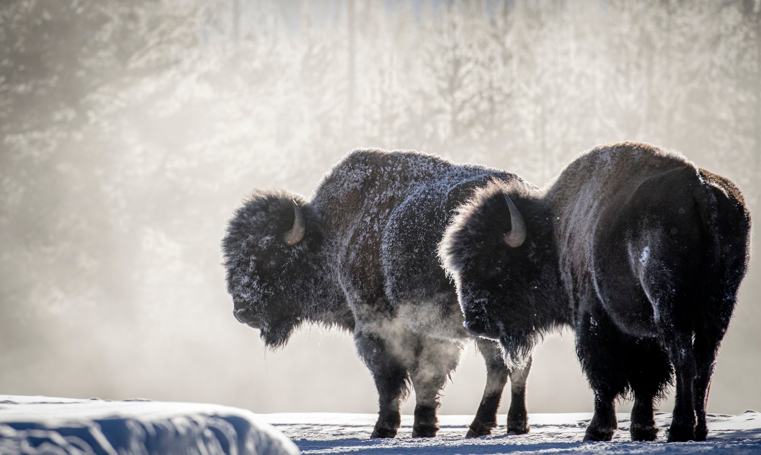 Yellowstone Winter