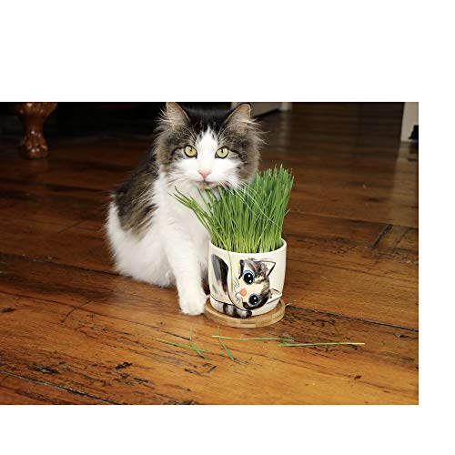 Window Garden - Oreo Cat Grass Growing Kit with Kitty Pot Planter - Pu