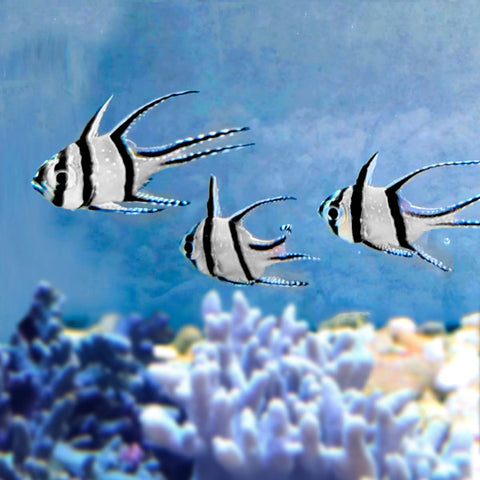 初心者にも飼育しやすい海水魚 アクアラボ 海水魚 サンゴ専門 オンラインショップ