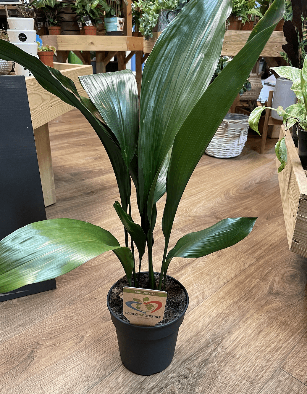 Iron Plant Aspidistra Elatior