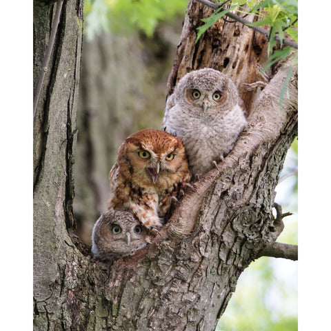 screech owl family